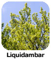 Liquidambar